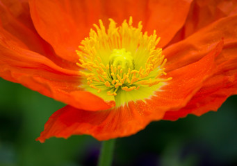 Closeup of a beautiful orange Poppy Flower