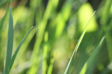 green grass texture field background sunshine wonderfull summer day