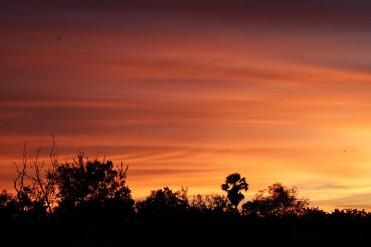 Silhouette of  trees with beautiful golden sky at sunset,Photos back - light at the horizon began to turn orange with purple and pink cloud
