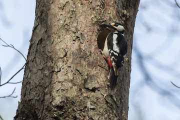 Buntspecht (Dendrocopus major)