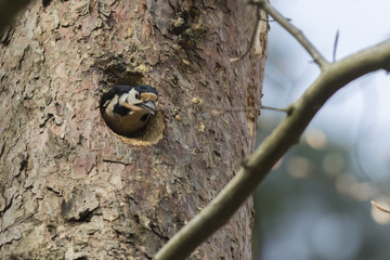 Buntspecht (Dendrocopus major)