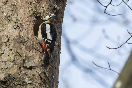 Buntspecht (Dendrocopus major)