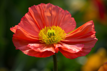 Closeup of a beautiful red orange Poppy Flower