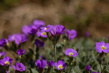 Aubrieta of low, perennial herbs forming blossoms in flowering. The rod originates in the regions of Southeast Europe and Asia Minor, from which it has gradually expanded all over Europe, Northeast .