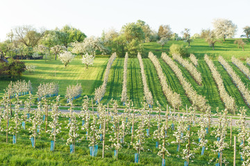 Obstblüte im Frühling