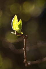 Spring background, green twig, fresh leaves and green natural background.