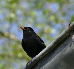 black bird