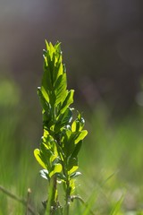 Spring background, green twig, fresh leaves and green natural background.