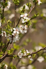 Cherry blossom, cherry blossoming twig, spring fruit background.