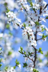 Fototapeta na wymiar Cherry blossom, cherry blossoming twig, spring fruit background.