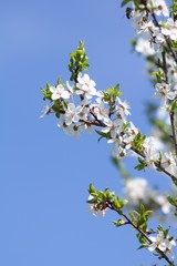 Cherry blossom, cherry blossoming twig, spring fruit background.