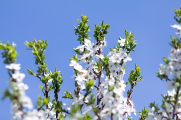 Cherry blossom, cherry blossoming twig, spring fruit background.