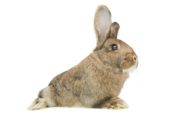 brown rabbit