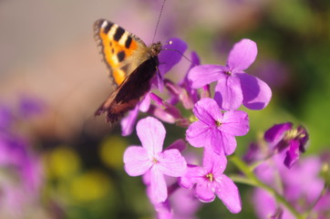 butterfly