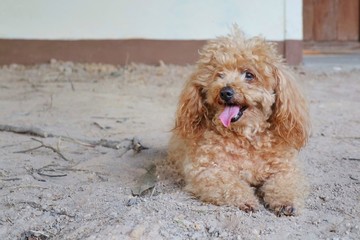 A brown poodle dog lying on the ground and showing the long tongue. Selective focus. Animal concept.