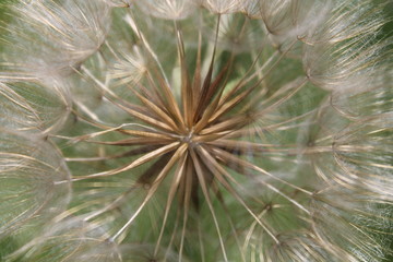 Dandelion in seed closeup 7