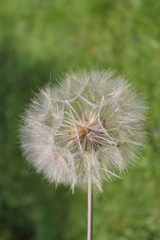 Dandelion in seed closeup 6