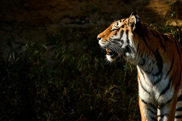 遠くをみるトラ
