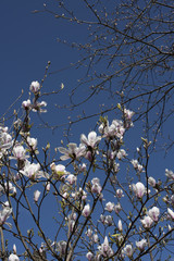 Magnolia tree