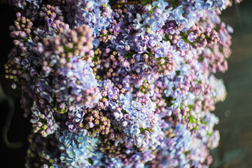 Lilac flowers in a bunch