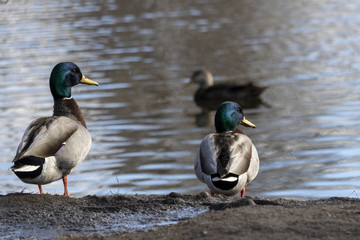 Canard Colvert Mallard mâle 