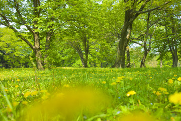 Sunny Forest