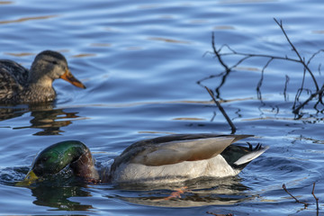 Canard Colvert Mallard mâle 