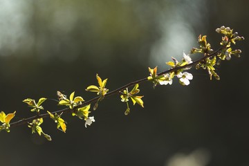 Spring background, green twig, fresh leaves and green natural background.