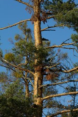 Spring background, green twig, fresh leaves and green natural background.