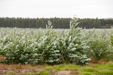 Obraz premium Tree Plantation - Western Australia