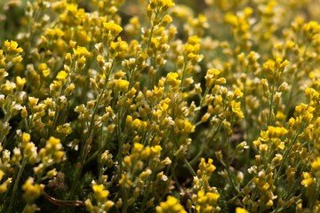 The evergreen shade (Draba aizoides) is a tall, perennial, stony, blooming yellow spring, predominantly a mountain herb