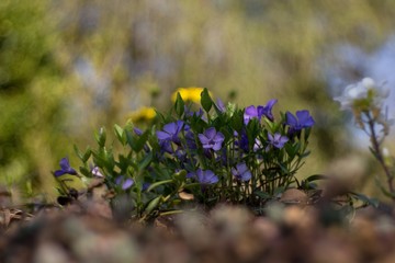 Aubrieta of low, perennial herbs forming blossoms in flowering. The rod originates in the regions of Southeast Europe and Asia Minor, from which it has gradually expanded all over Europe, Northeast .