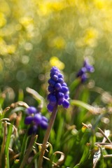 Mutant (Muscari Mill.) Is a genus of monocotyledonous plants (Asparagaceae)