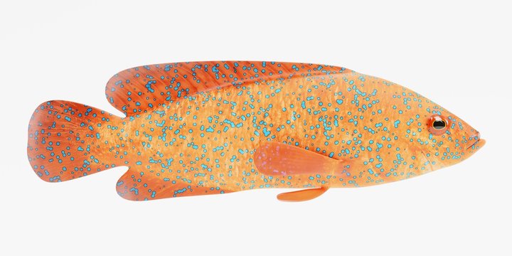 Realistic 3d Render of Coral Grouper