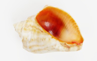 Realistic 3D Render of Shell