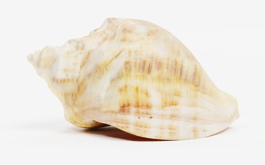 Realistic 3D Render of Shell