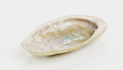 Realistic 3D Render of Shell