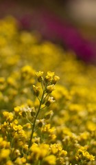 The evergreen shade (Draba aizoides) is a tall, perennial, stony, blooming yellow spring, predominantly a mountain herb