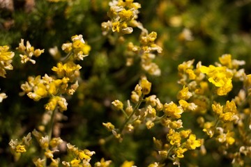 The evergreen shade (Draba aizoides) is a tall, perennial, stony, blooming yellow spring, predominantly a mountain herb