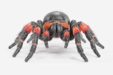 Realistic 3D Render of Tarantula