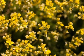 The evergreen shade (Draba aizoides) is a tall, perennial, stony, blooming yellow spring, predominantly a mountain herb
