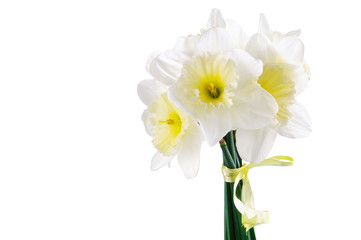 Beautiful daffodils isolated on white background. Spring flowers bouquet