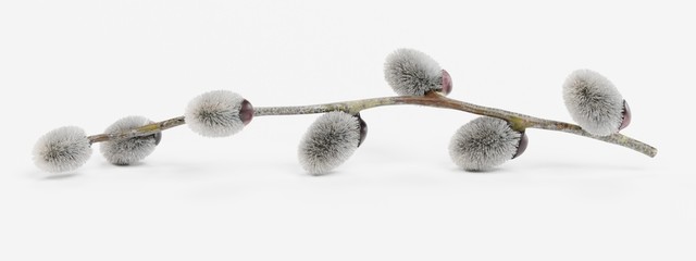 Realistic 3D Render of Willow Catkins © bescec