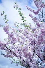 spring cherry tree in blossom with pink flowers over bright blue sky 