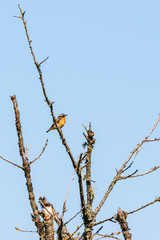 Whinchat sitting on a branch in a tree