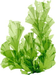海藻　アナアオサ - obrazy, fototapety, plakaty
