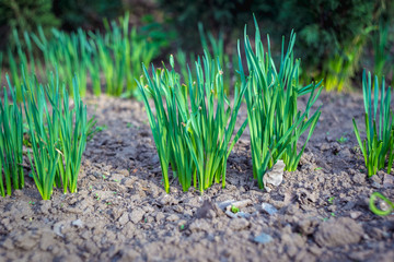 Young onion in the garden