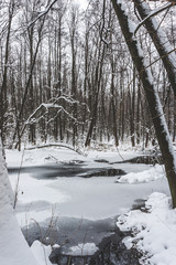 Beautiful flooded forest in winter time.