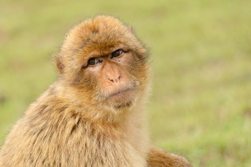 Portrait of a barbary macaque, controlled conditions