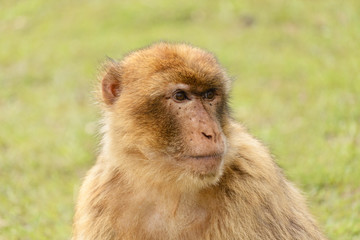 Portrait of a barbary macaque, controlled conditions